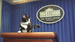 Joe Biden's new cat will join Socks in the list of famous White House cats