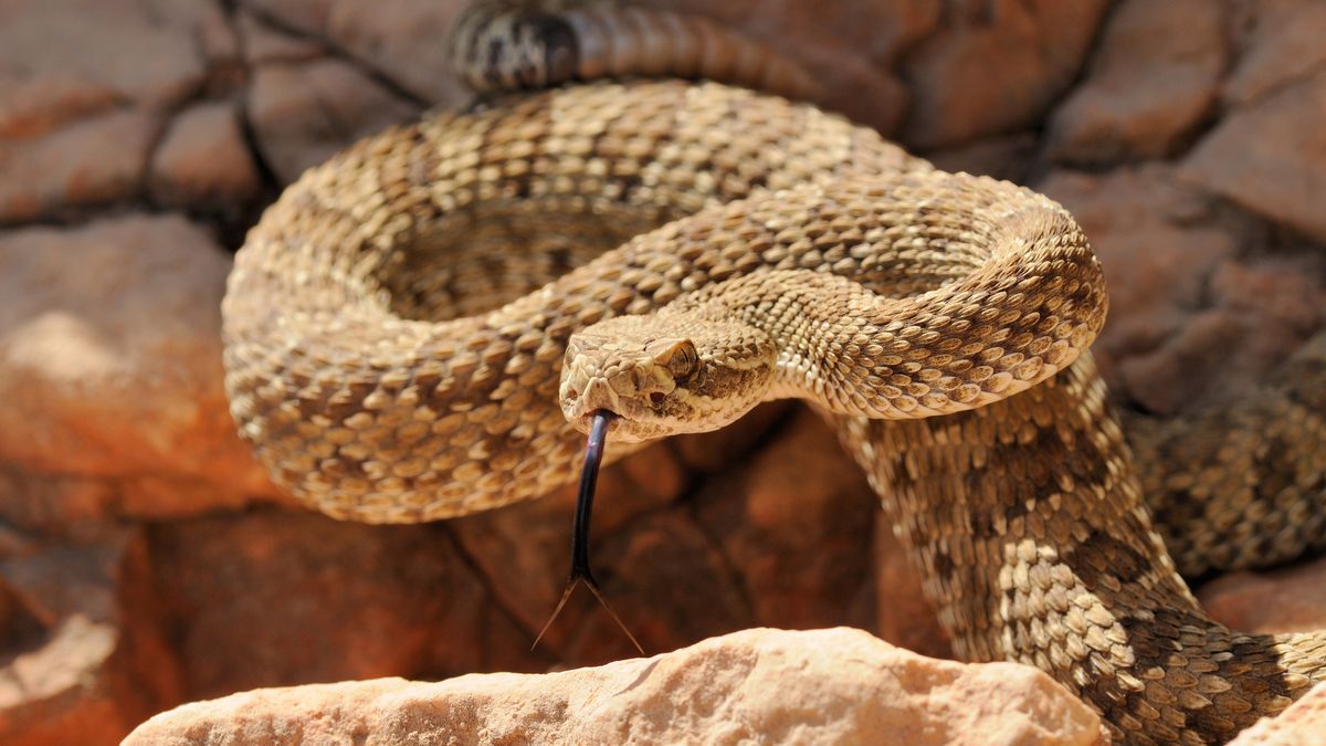 What to do if you see a snake on a trail: expert advice