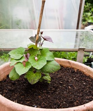 Sweet potato plant growing in a large pot in a polytunnel