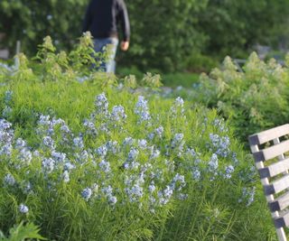 Amsonia plants with blue star-like flowers on the High Line