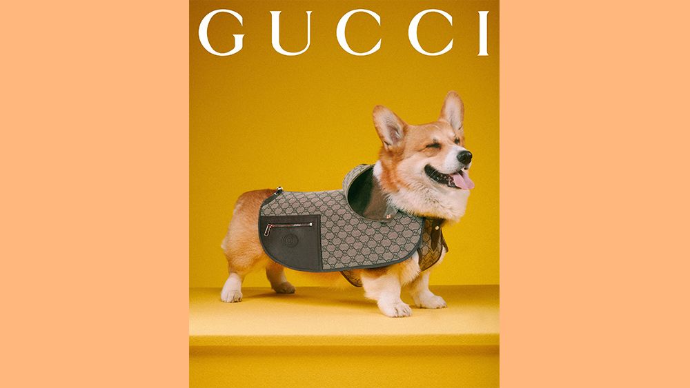 Gucci Pet Collection