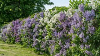 A hedge which is covered with lilacs