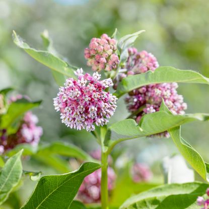 Milkweed blooms in the sunlight