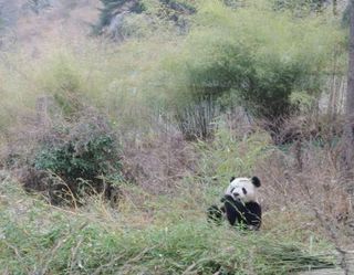A life of leisure. With few "action items" on their daily agendas and rarely hunted by predators other than humans, adult pandas spend almost all of their waking hours eating and searching for bamboo—which has limited nutritional value--in order to fulfill their nutritional needs.