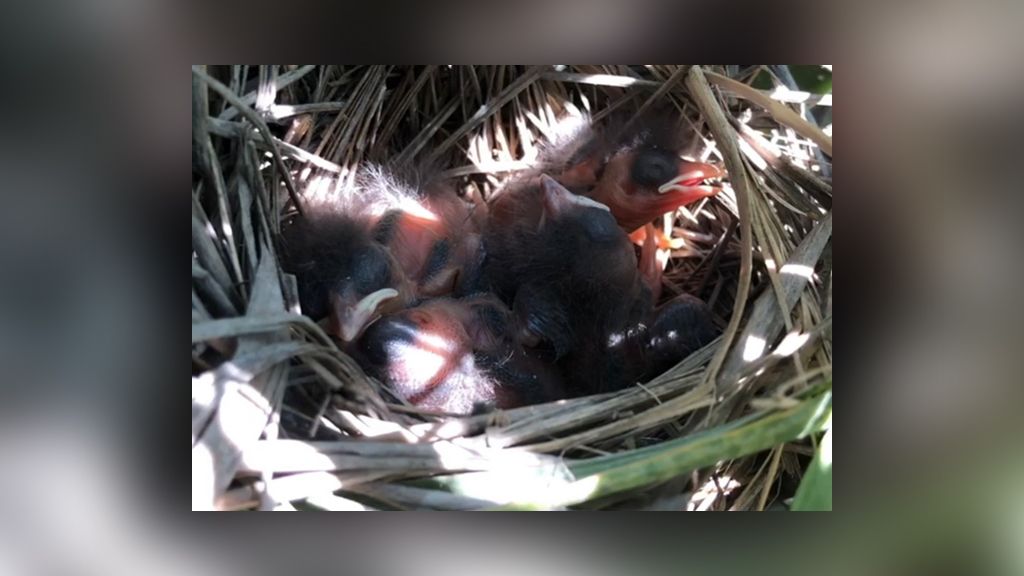 The video captures unusual deaths of baby birds drowned by a fish