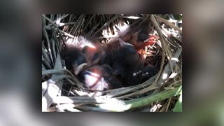 Seaside sparrow nests that are close to the ground are prone to flooding. But in nests that are higher up, chicks may be vulnerable to terrestrial predators.