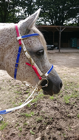 Fantom trying on his GBR bridle