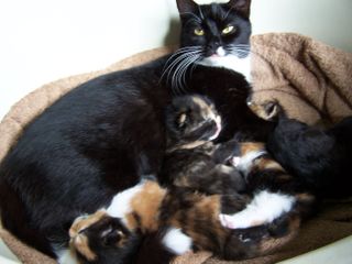 A mother cat and kittens.