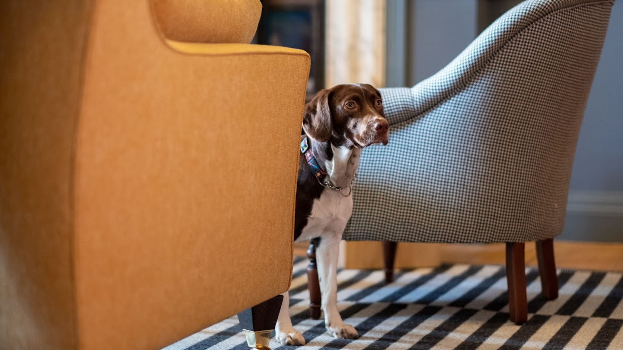 سگی بین دو صندلی در هتل فووی هال
