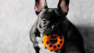 dog with toy in mouth