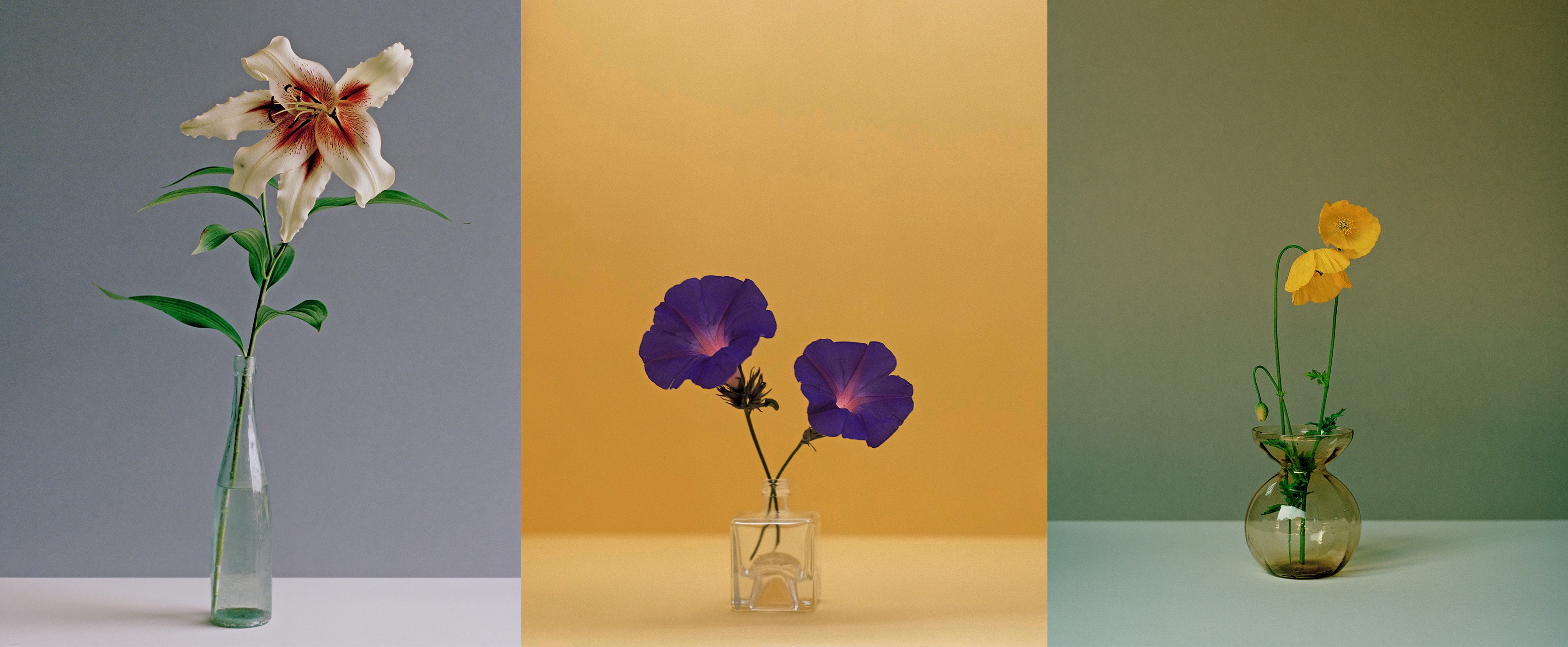 A triptych of three flowers from the exhibition