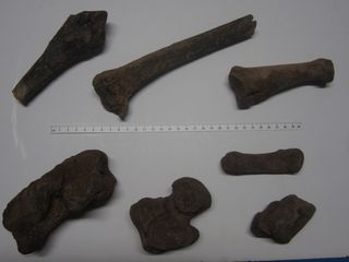 Seven of the walrus bone fragments found in the St Pancras burial ground.