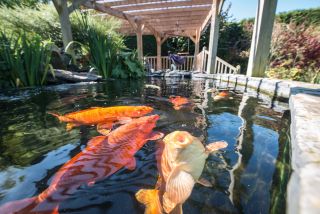 Anne Marie Thiel's fish pond in Henley. 'We went from a tiny pond of 300 gallons to a 4,000-gallon tank.'