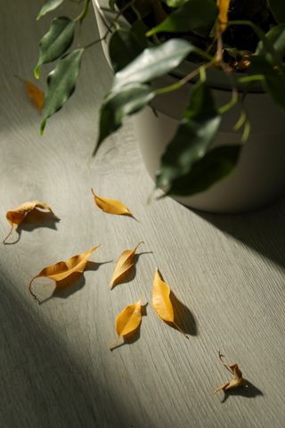 A houseplant losing leaves, with yellow dead leaves collecting on the floor