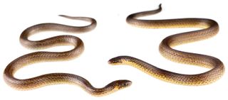 Two adult male Cerberus groundsnakes (Atractus Cerberus), newly discovered near the gates of the Refinería del Pacífico, a massive petrochemical complex that reminded the snake's discoverers of hell. 