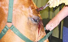 1-Removing-wood-from-horses-forehead.jpg