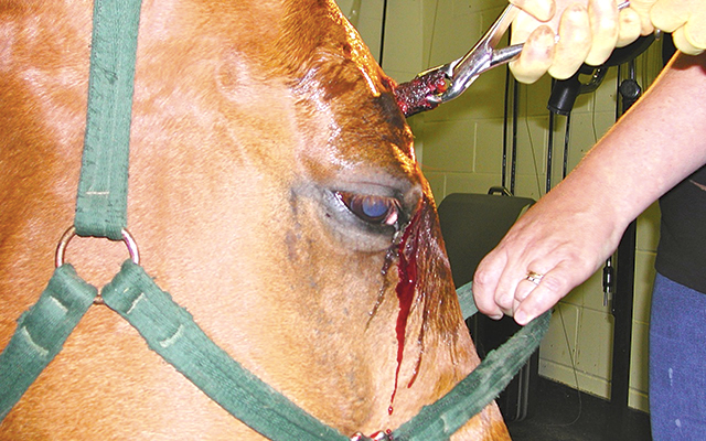 1-Removing-wood-from-horses-forehead.jpg