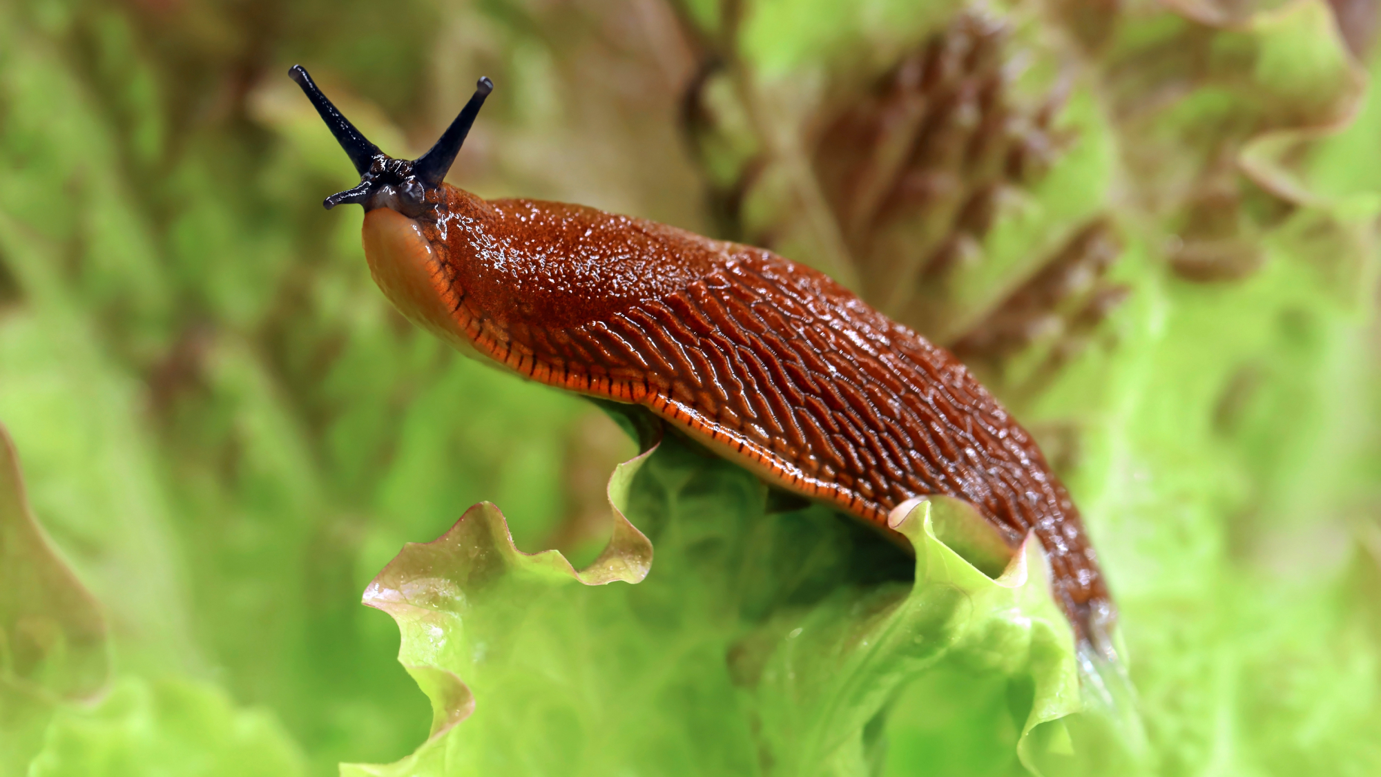 brown slug on a lettuce leaf in a garden