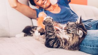Playful Siberian cat enjoying playing on sofa with her owner