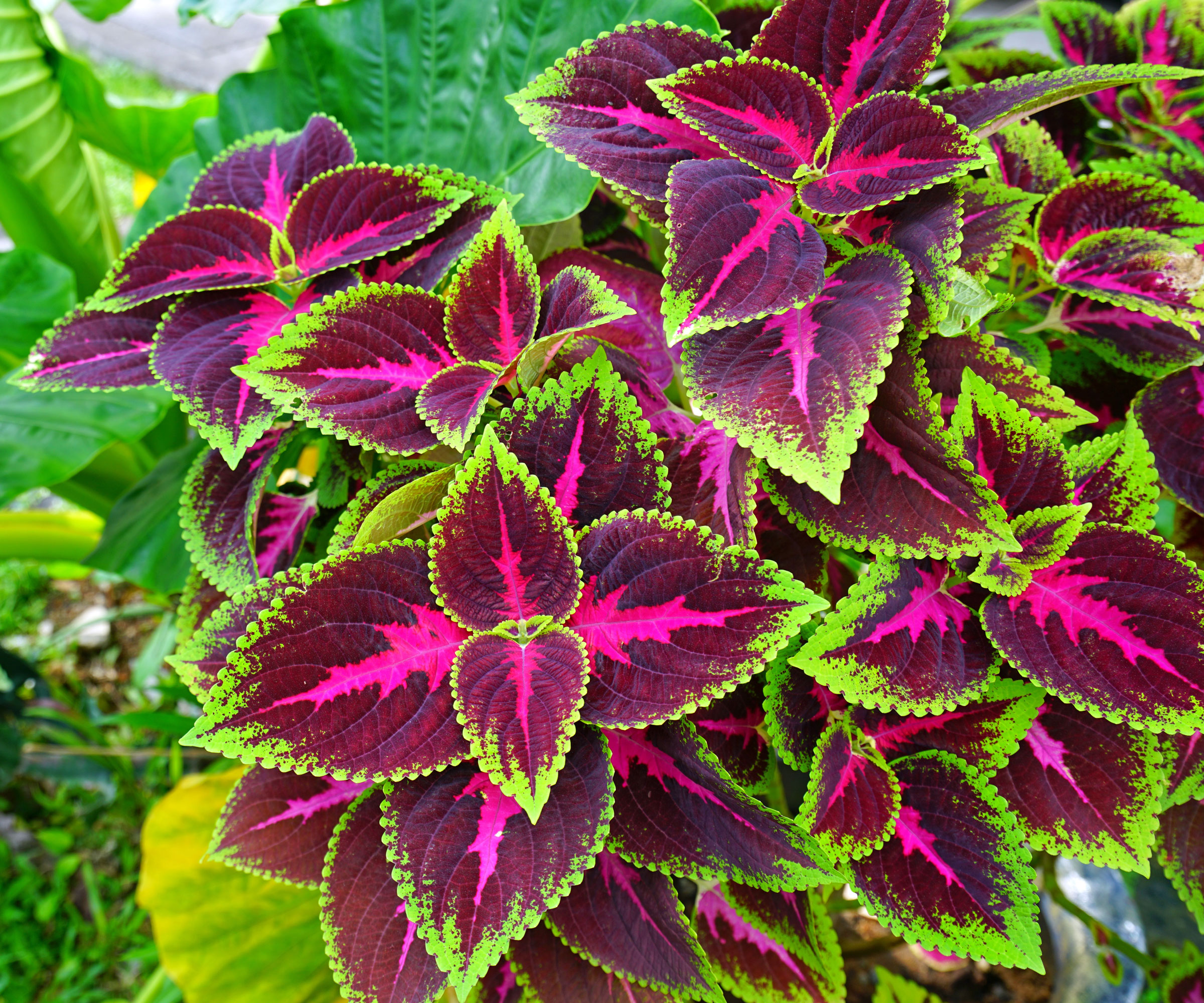 coleus plant with red and green leaves in patio container