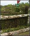 hedge21.jpg