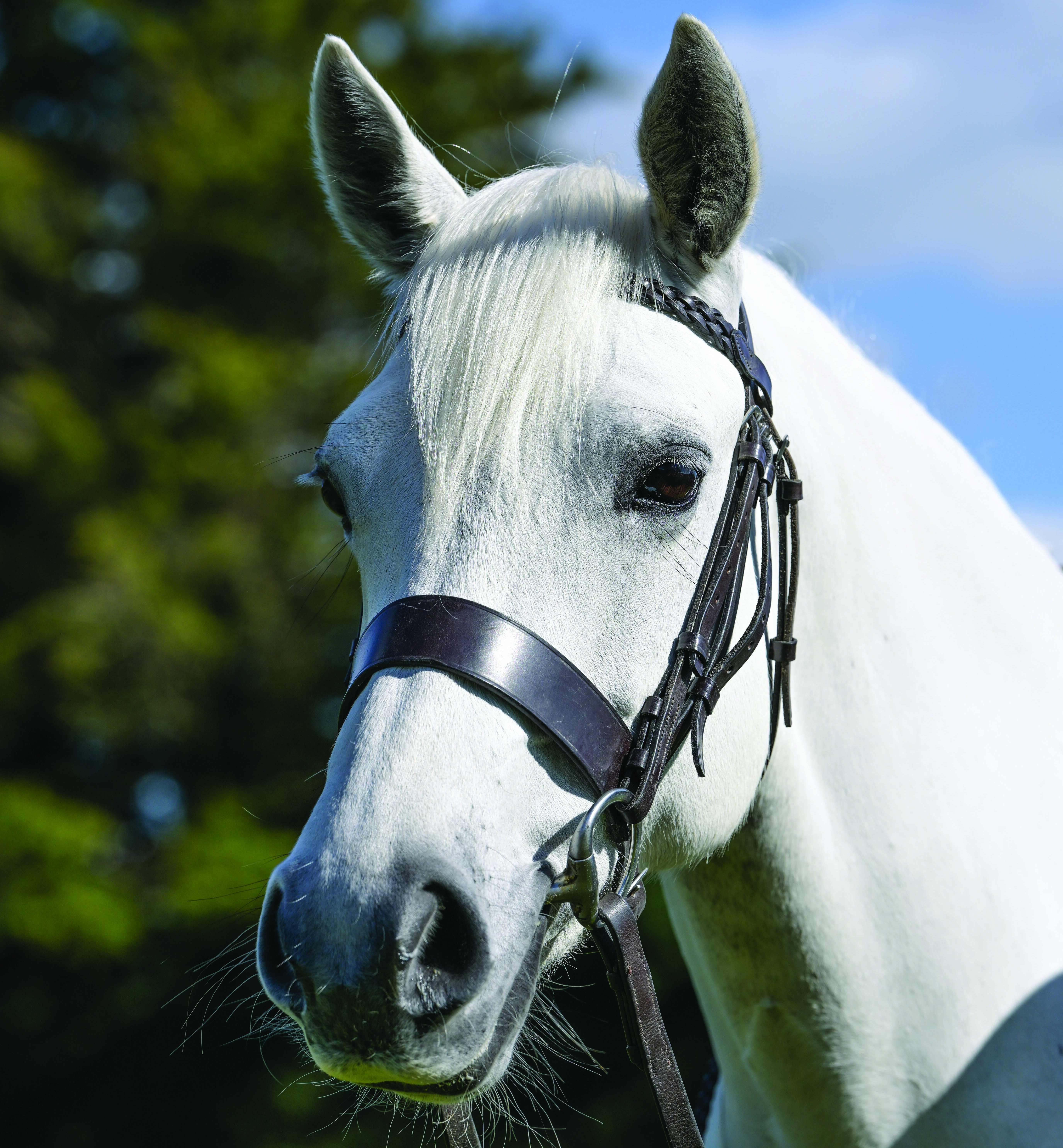 Loxleigh Eye Candy's head at Katy Marriot-Payne&amp;rsquo;s yard in April 2026.