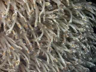 Stalked barnacles at Antarctic deep-sea vents