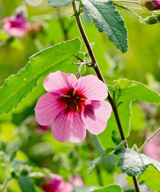 pink African mallow flower on stem surrounded by green leaves