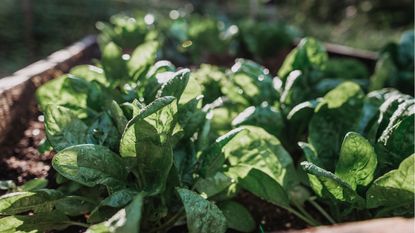 Spinach bolting
