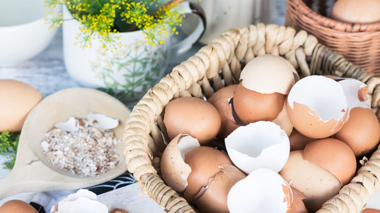 Used eggshells in bowl