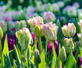 pink and green tulips in garden