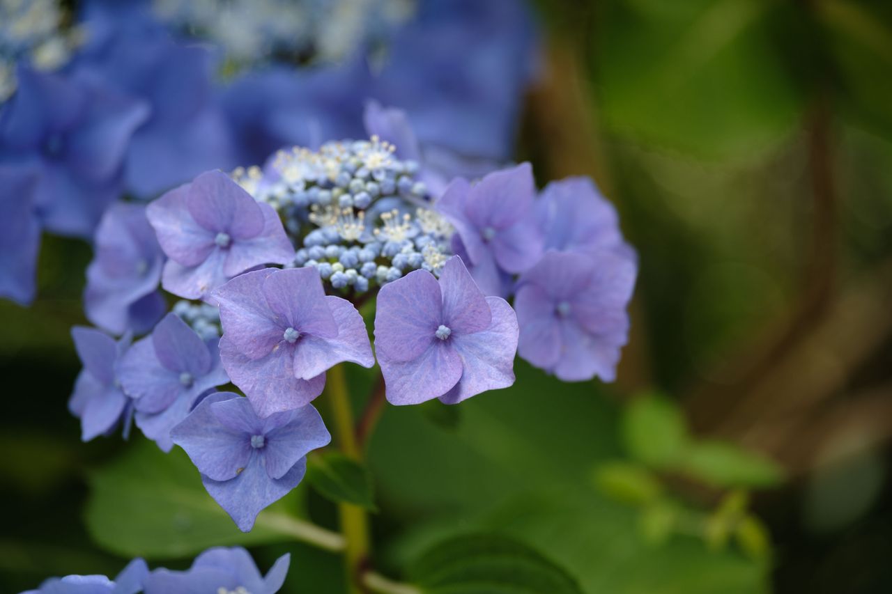 Viltrox AF 90mm F2.2 EVO and Fujifilm XF 90mm f/2 R LM WR lens comparisons: closeup of purple hydrangea with background foliage