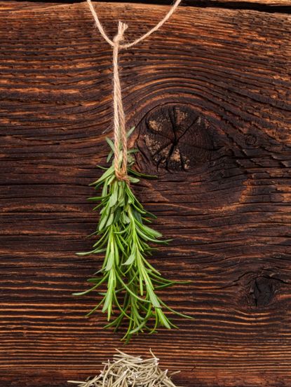 Rosemary Plant Upside Down Drying