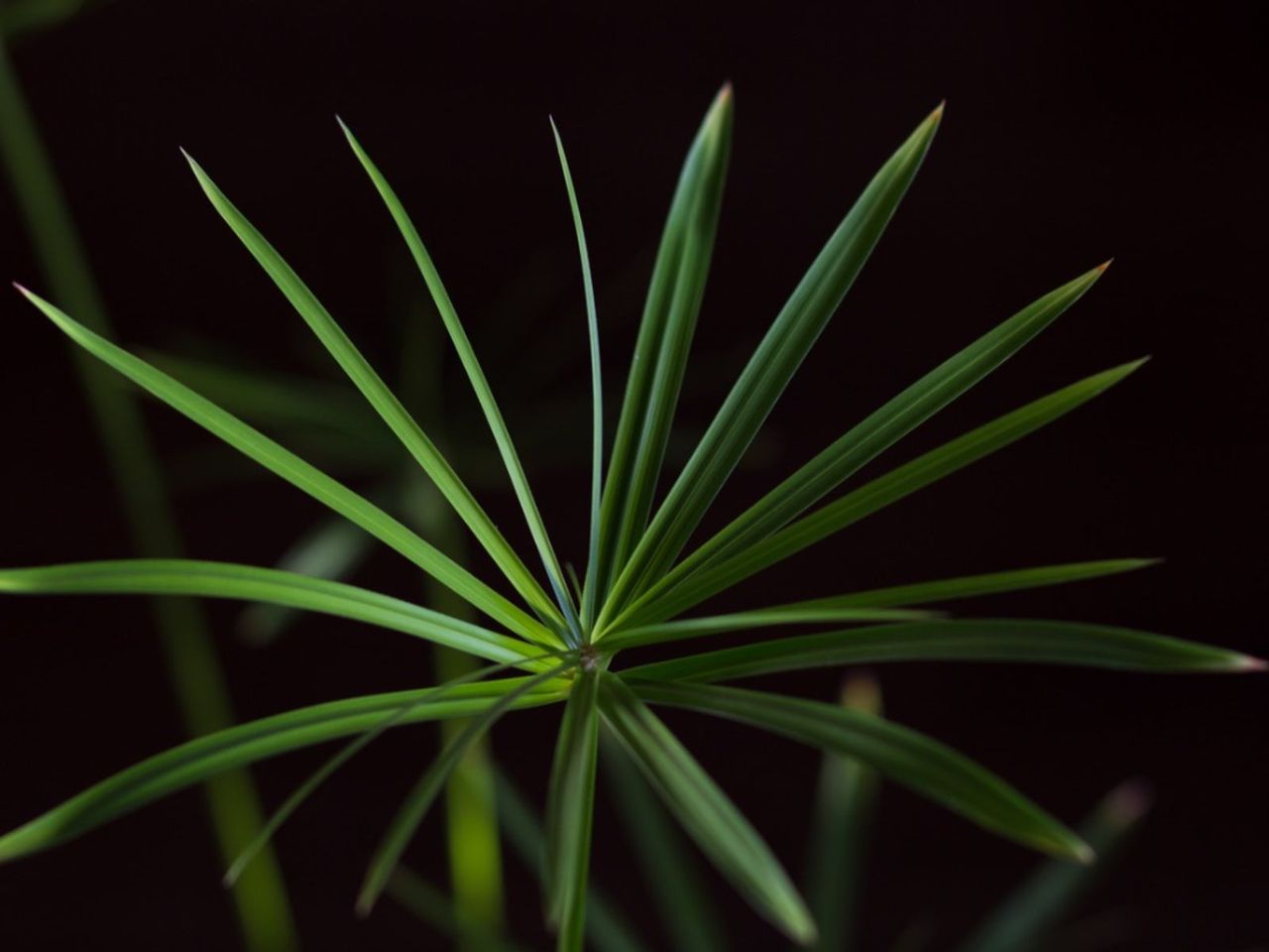 Cyperus Umbrella Plant