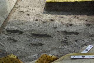 Australopithecus tracks at Laetoli, Tanzania.