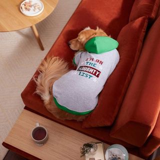 A dog curled up on a burnt orange colored sofa and wearing a gray and green hoodie that says 'I'm on the naughty list', for Christmas sweaters for dogs.