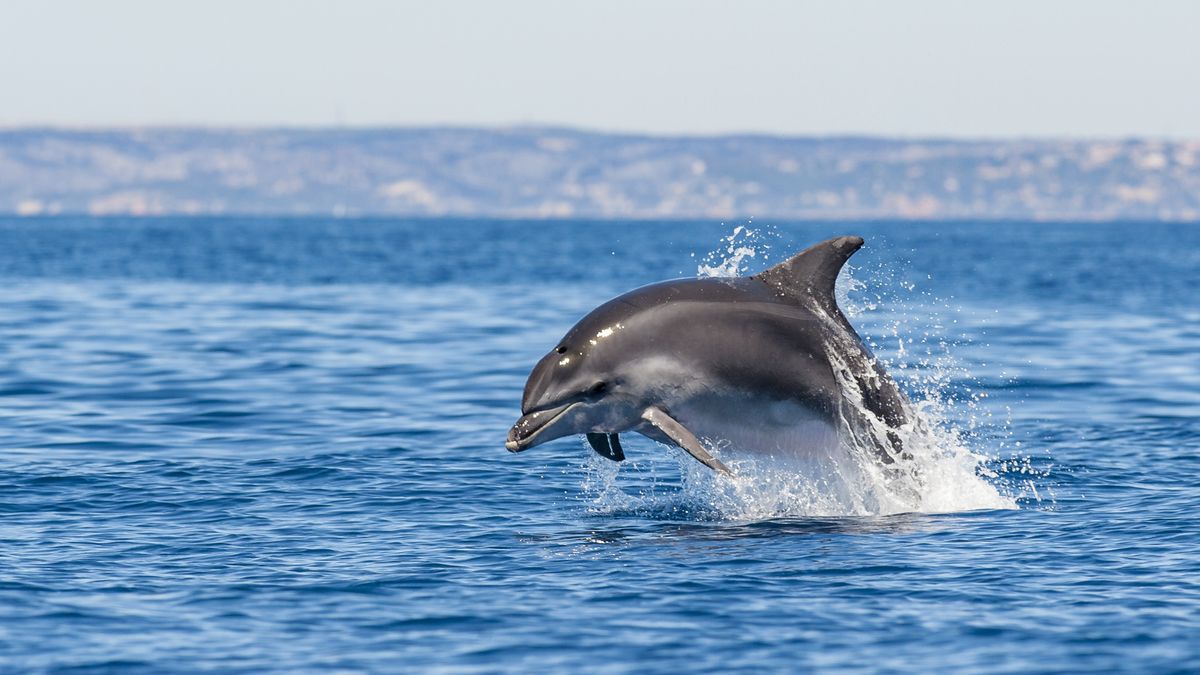 A bottlenose dolphin (Tursiops truncatus) jumping out of water in the Calanques National Park on July 19, 2016 off Marseille, France.