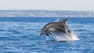 A bottlenose dolphin (Tursiops truncatus) jumping out of water in the Calanques National Park on July 19, 2016 off Marseille, France.