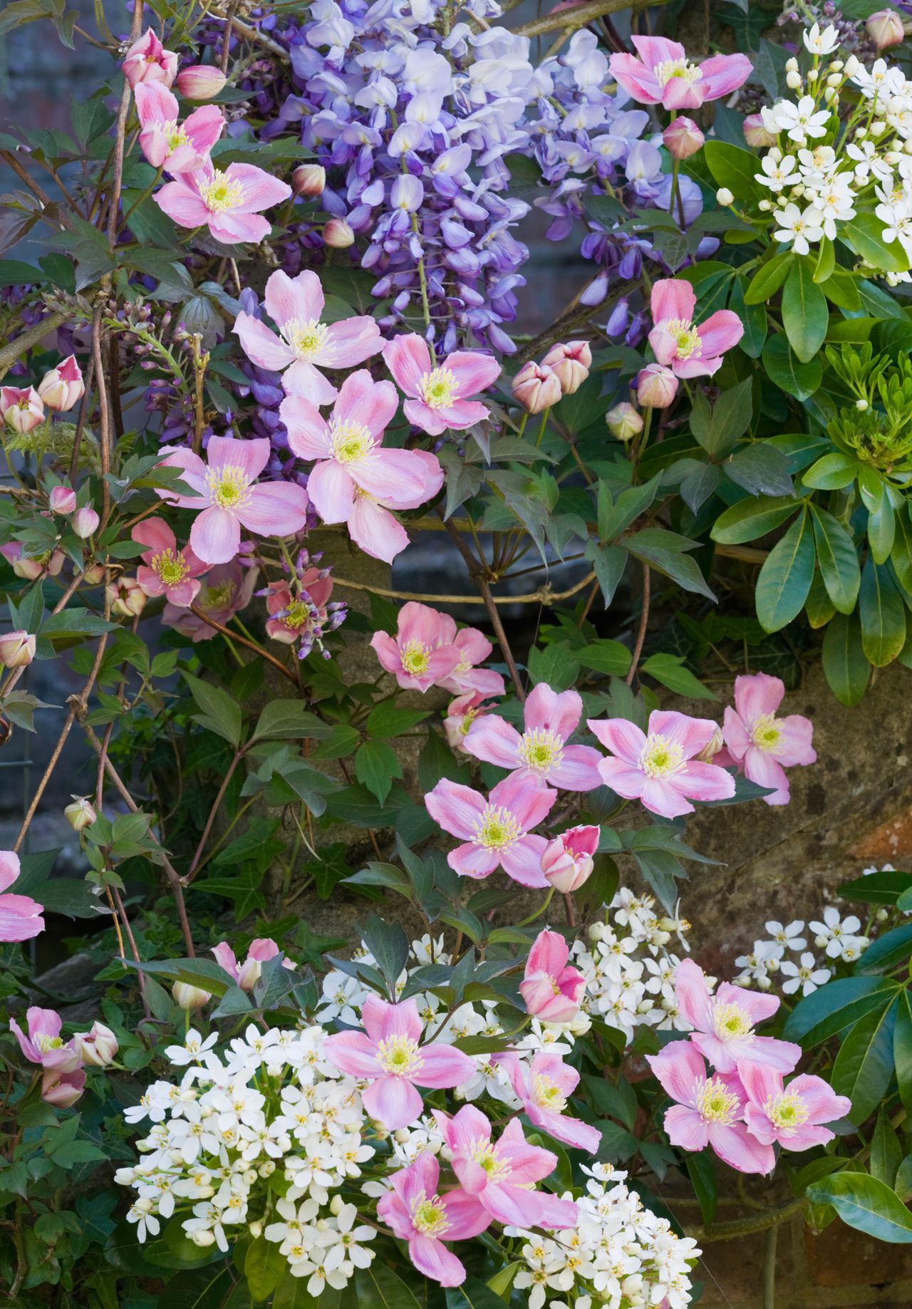 7 plants to avoid in a small garden 7 plants to avoid in a small garden