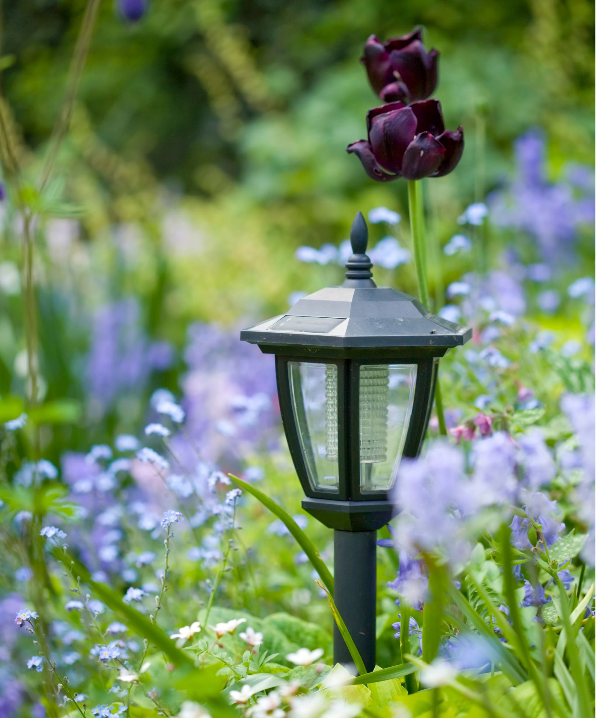Metal lantern surrounded by purple flowers