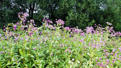 Pink flowers of the Himalayan balsam plant in a garden 