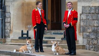 Members of the Royal Household stand with the Queen's royal Corgis, Muick and Sandy as they await the wait for the funeral cortege on September 19, 2022 in Windsor, England.