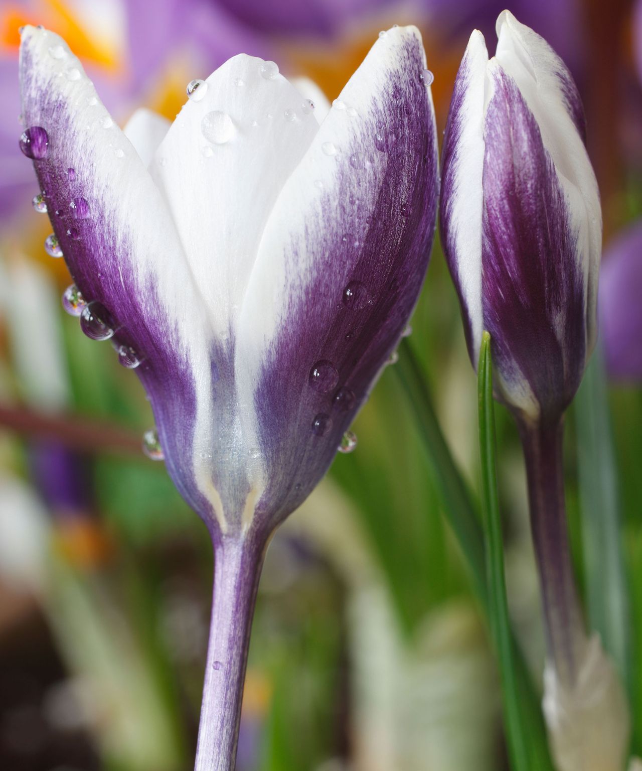 Crocus plant care and growing guide Gardeningetc