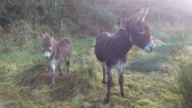 donkeys4.jpg