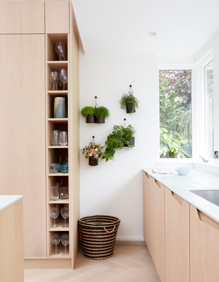 Hanging Plants