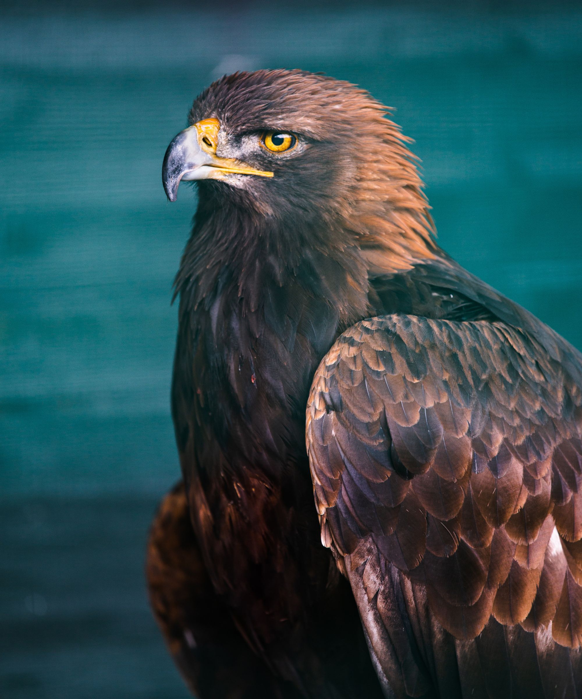 A Golden Eagle standing tall on a perch with a plain background in Scotland, UK