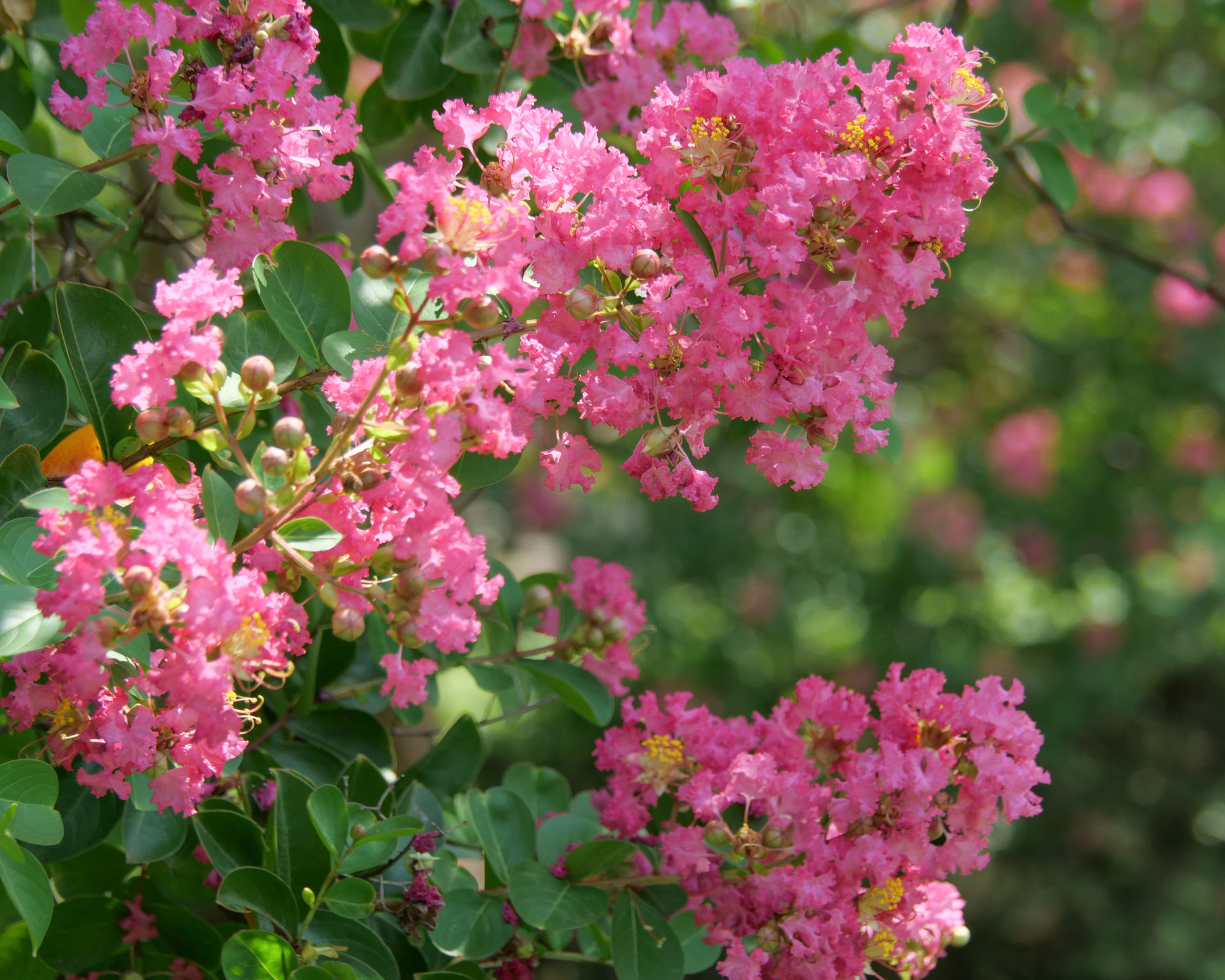 Crape myrtle tree in flower, pink flowers
