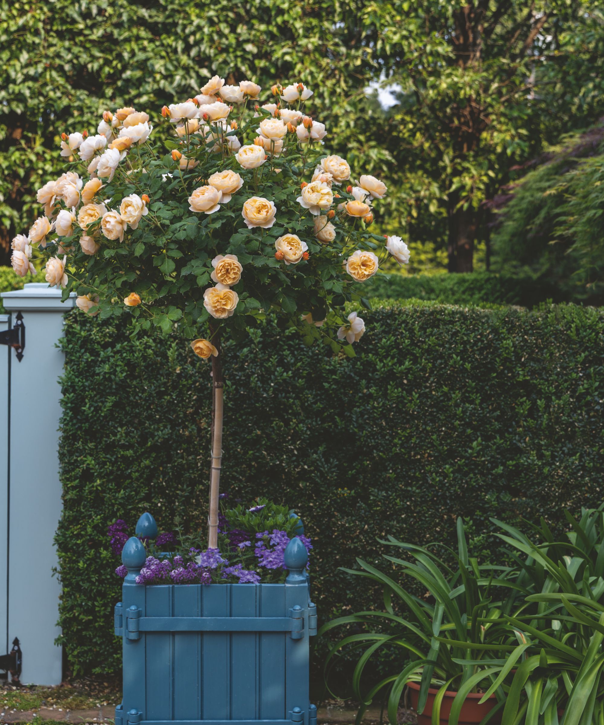 Standard rose in a box planter