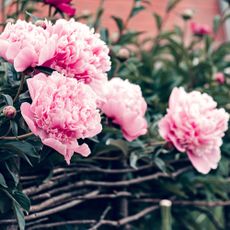 Blossoming pink peony with big flower heads in wicker vine plant support, spring flower bed,