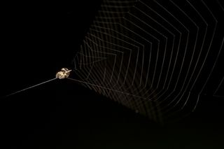 The tiny spider in its web